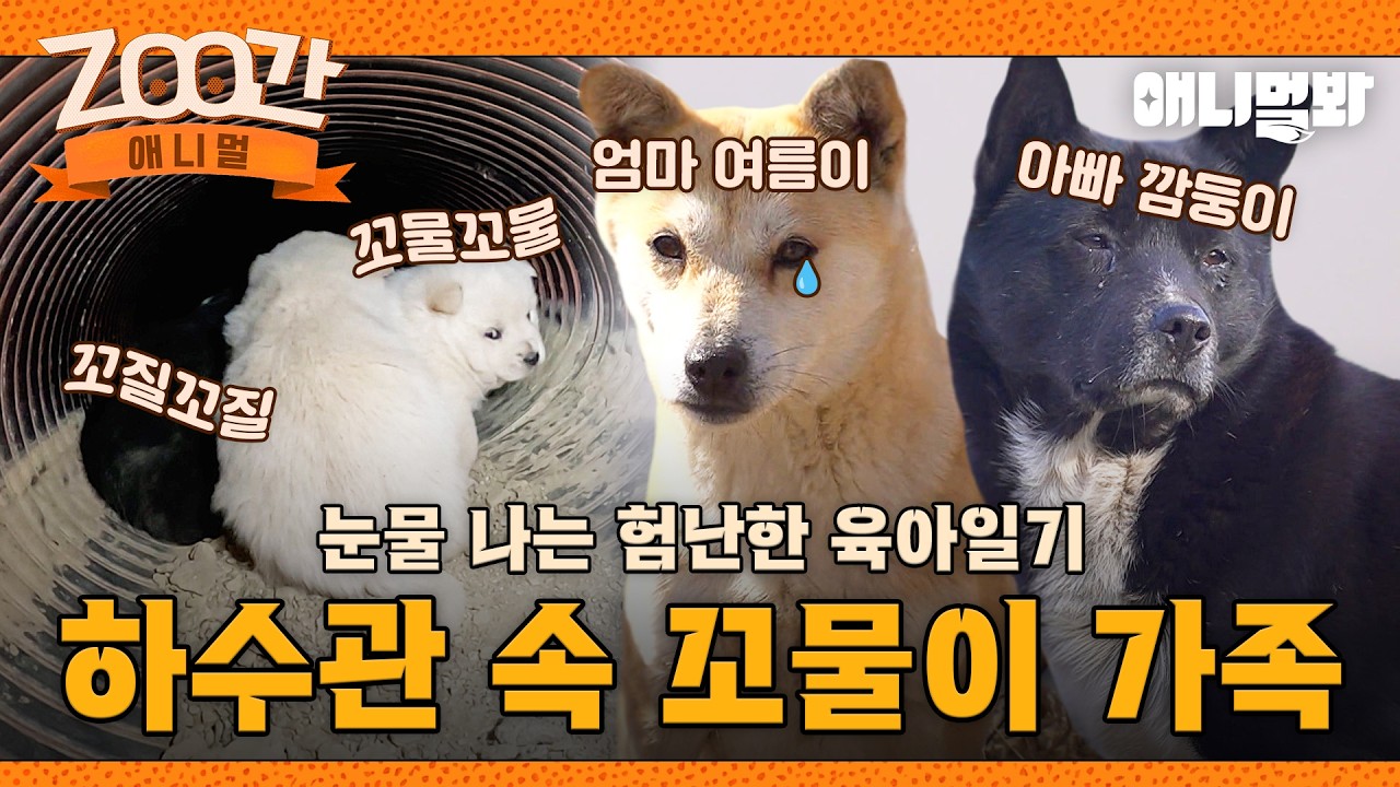 [#Zoo간애니멀] 하수관에서 들려오던 소리🔊 그 안에 꼬물이 가족이 있었다🥺 I EP.1262 #TV동물농장 #AnimalFarm #애니멀봐