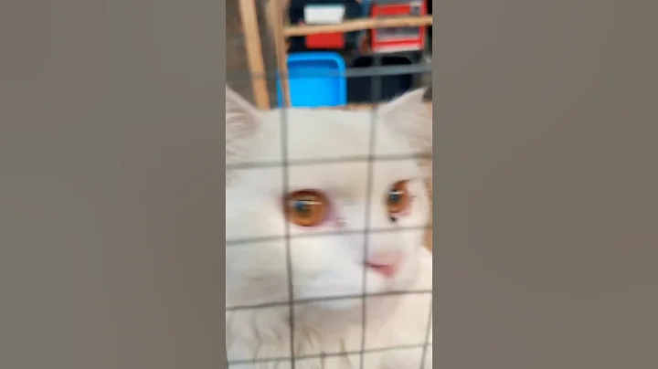 Video 8021771: beautiful persian cat, pets dog, kitten