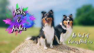 the BEST of CrazyPack//Tricks and frisbee by Elinor & Narnia the shelties by CrazyPack 242 views 1 year ago 2 minutes, 9 seconds