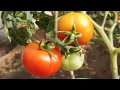 Organic tomatoesterrace gardenvasudevarao