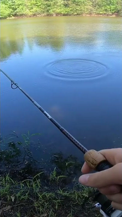 How to catch Largemouth Bass on Bluegill