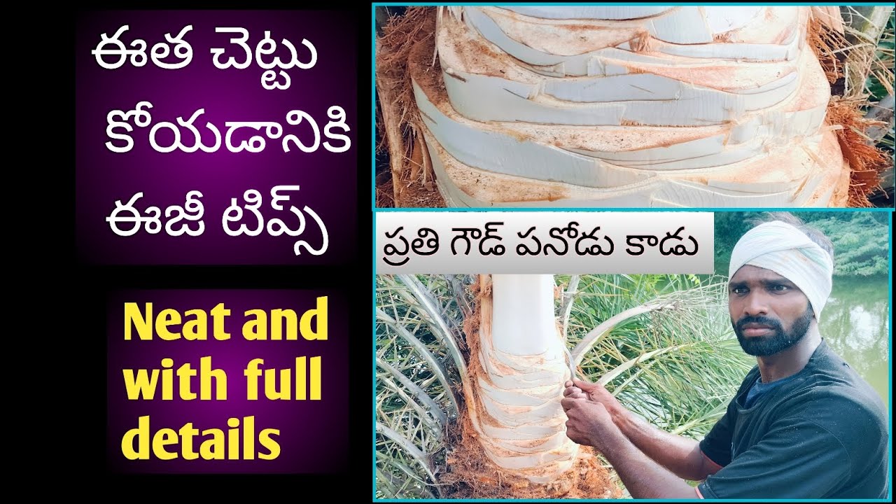 #ఈతచెట్టు_కోయడానికి_ఈజీ_టిప్స్
