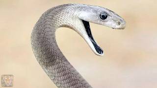Most Dangerous Snake in the World: The Black Mamba!