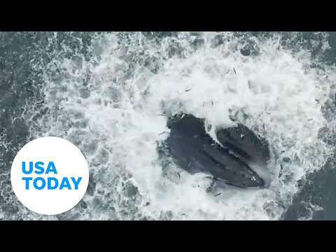 Drone catches humpback whale breaching surface to catch mouthful of fish | USA TODAY