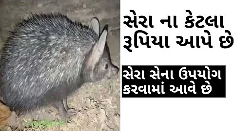 સેળો | સેલો | સેરા | સેળા ના કેટલા રૂપિયા આપે છે | કાંટા વાળો ઉંદર | આ શેરો સેના ઉપયોગમાં આવે છે