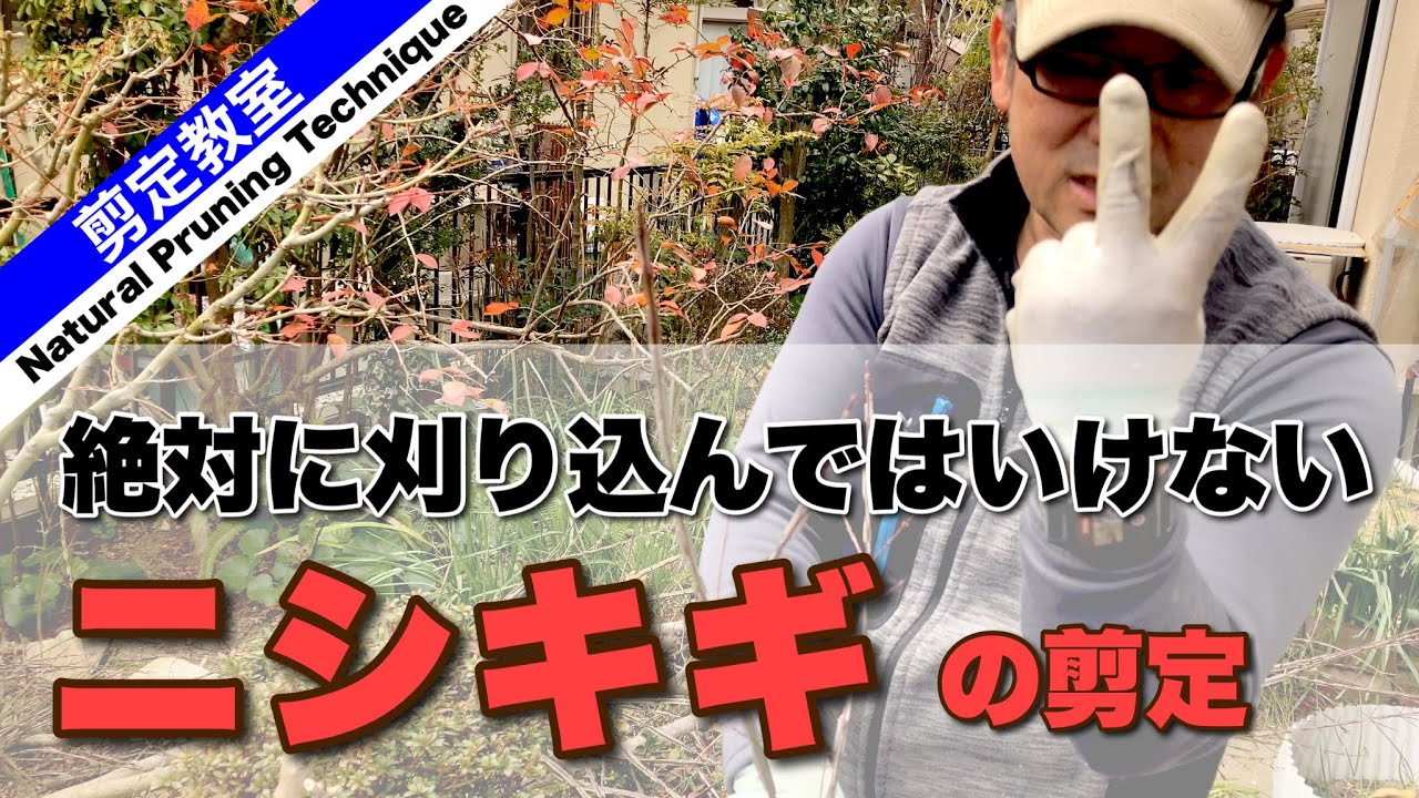 ニシキギの自然風透かし剪定　落葉樹は、紅葉と樹形を楽しもう！（錦木、にしきぎ）紅葉がキレイな木ですね