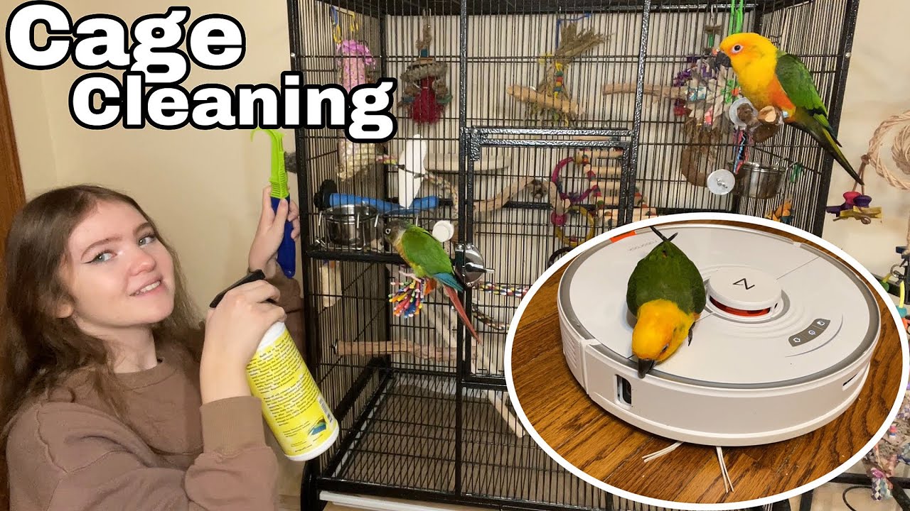 How To Clean Your Bird'S Cage! - Youtube