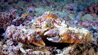 Decorator crabs are more complex than we realized