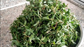 Madi̇mak Yemeği̇ Tari̇fi̇ Doğanin Şi̇fali Otu Tadi̇ni̇ Bi̇len Unutamiyor