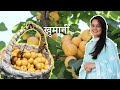 Apricot(खुमानी) Orchard in Kullu-Manali, Harvesting in Himachal Pradesh || पहाड़ी Fruit🍑🍑