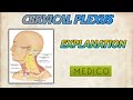Cervical Plexus Anatomy | Head - Neck Nerves | Anatomy | Medico