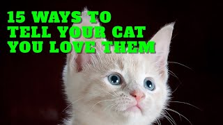 15 Ways To Tell Your Cat You Love Them