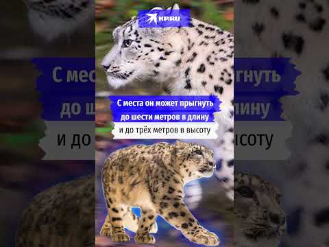 5 интересных фактов о снежных барсах #научныйминимум #снежныйбарс #интересныефакты