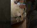 耳掃除中毛で耳を見失った飼い主w【サモエドグラン】 #samoyed #サモエド #大型犬 #子犬 #dog #犬 #puppy