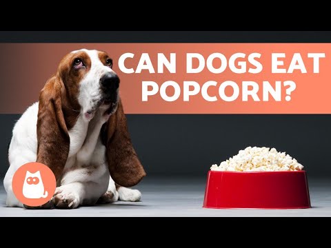 कुत्तों के लिए पॉपकॉर्न - क्या वे इसे खा सकते हैं?