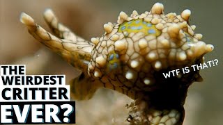 We Found one of the WEIRDEST CRITTERS (scuba diving Philippines)