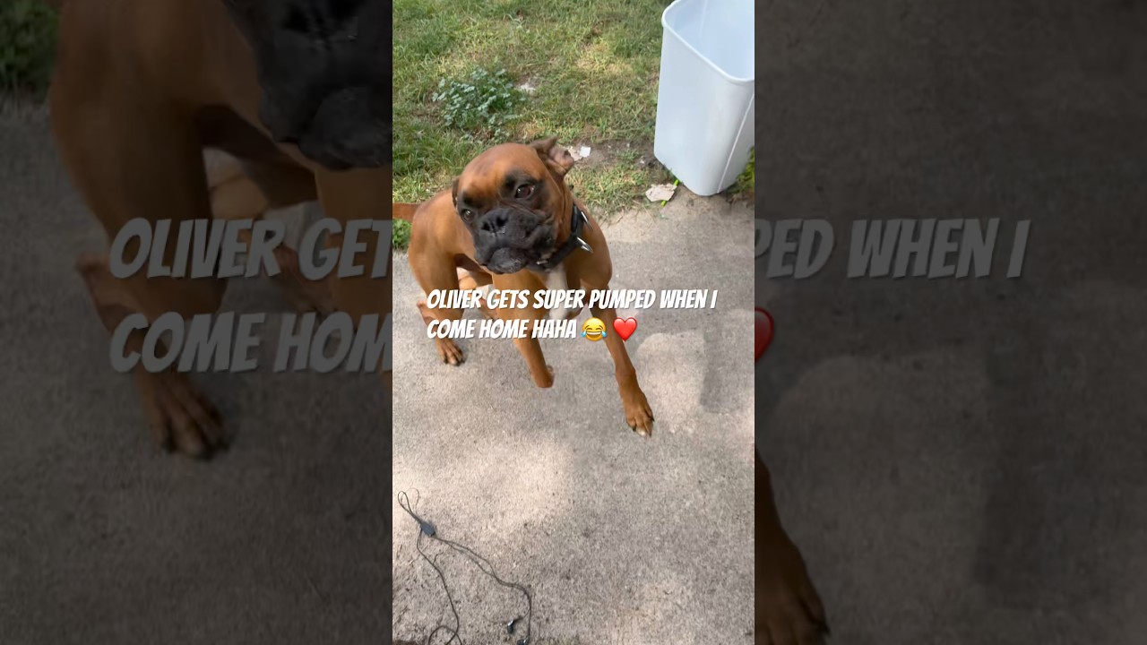 Does your boxer get this excited when they see you? #boxer #boxerlife #happyhome #dogshorts #shorts