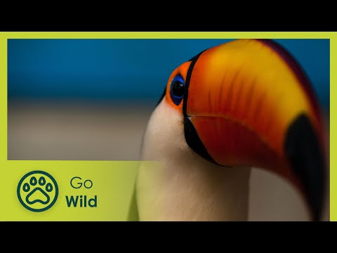 Fragile Forest - Brazil: A Natural History 1/5 | Go Wild