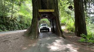 Klamath Drive-Thru Tree Natures Incredible Tunnel