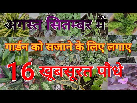 अगस्त - सितम्बर में गार्डन को सजाने के लिए लगाए ये 16 खूबसूरत पौधे||Best decorative plants||