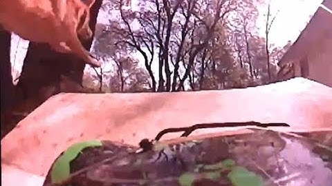 Real Time Live Video Stabilization with OpenCV, WFB-NG, RPi, Ubuntu. Dog.