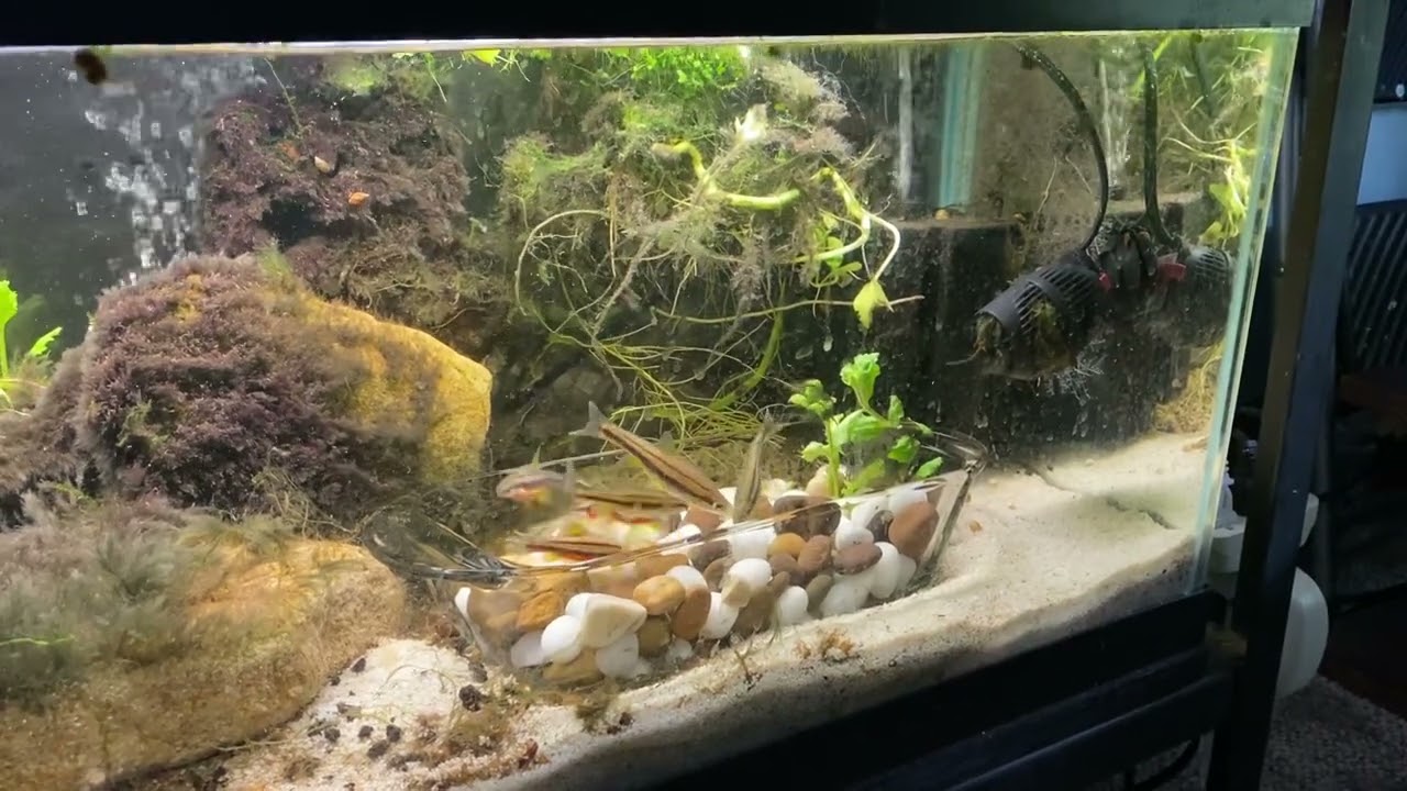 Spawning Report: Chrosomus Erythrogaster (Southern Redbelly Dace) content media