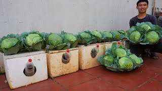 Dream cabbage garden at home. I wish I knew about this growing method sooner