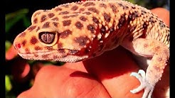 3 JENIS TOKEK PALING BANYAK DICARI DENGAN HARGA YANG MAHAL  - Durasi: 3:11. 