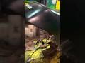Хонда бесит #car #automobile