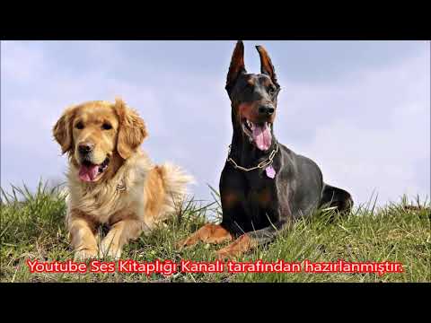 Doberman Kopek Sesi Gercek Ve Uzun Versiyon Kizgin Kopek Youtube