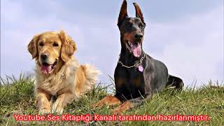 DOBERMAN KÖPEK SESİ │ GERÇEK ve UZUN VERSİYON │ KIZGIN KÖPEK