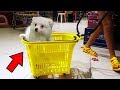 COMPRANDO ENXOVAL DO MEU BEBÊ CACHORRINHO - Vlog Um dia Comigo, Bela Bagunça