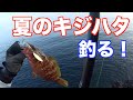 【ショアジギング】夏の根魚、キジハタ狙い。スピンテールジグで釣れた！