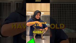Jedini ispravan način da podigneš mačku, a da je ne povrediš! 🐱#shorts #shortvideo #short #viral Jedini ispravan način da podigneš mačku, a da je ne povrediš! 🐱#shorts #shortvideo #short #viral