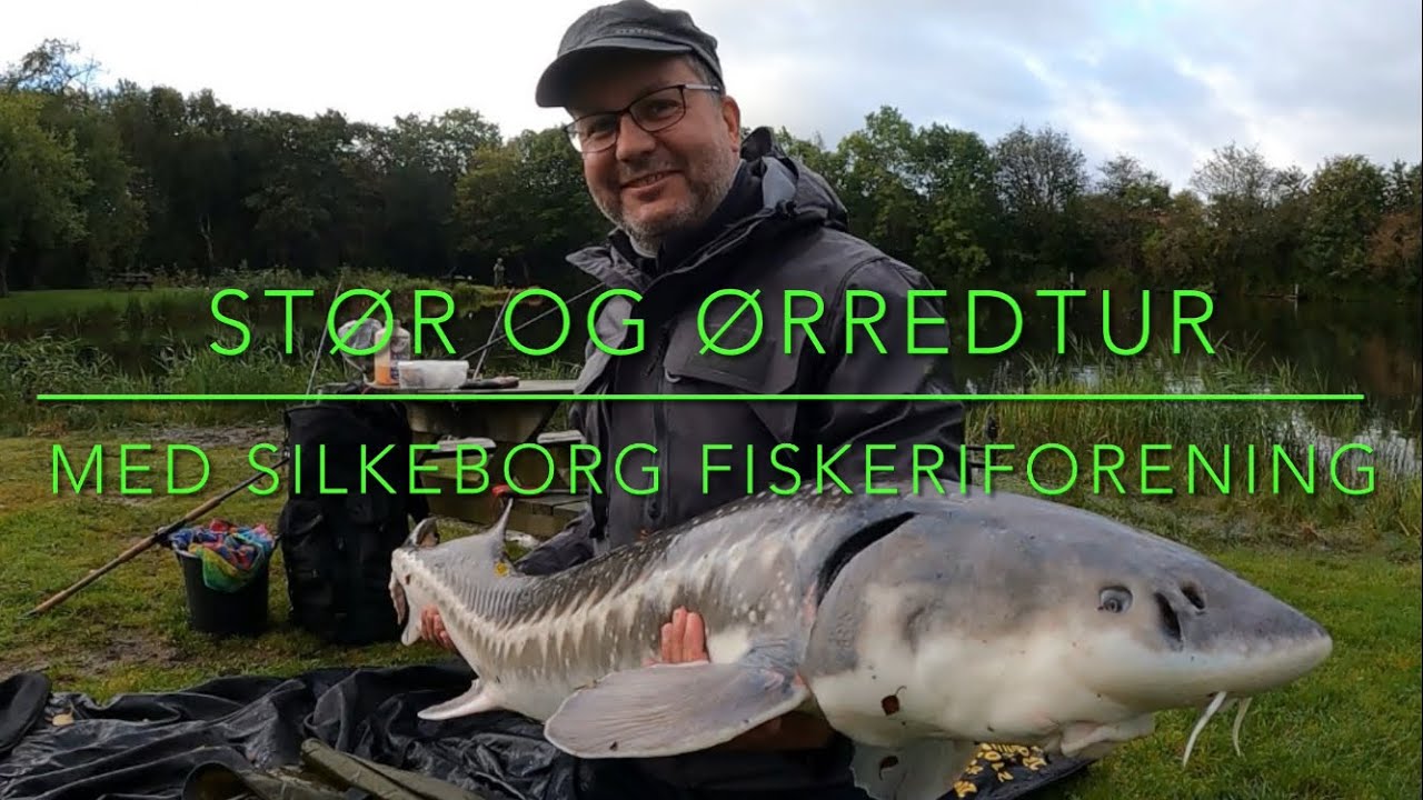 Stør & Ørredtur med Silkeborg Fiskeriforening - YouTube