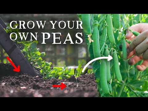 How to Grow Peas | 2 Simple Methods for Huge Harvests thumbnail