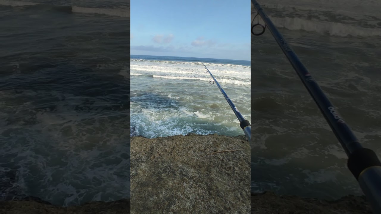 langsung tes,DAIDO HYDRA X DAIDO OCEANIC PRO SERIES 3m 