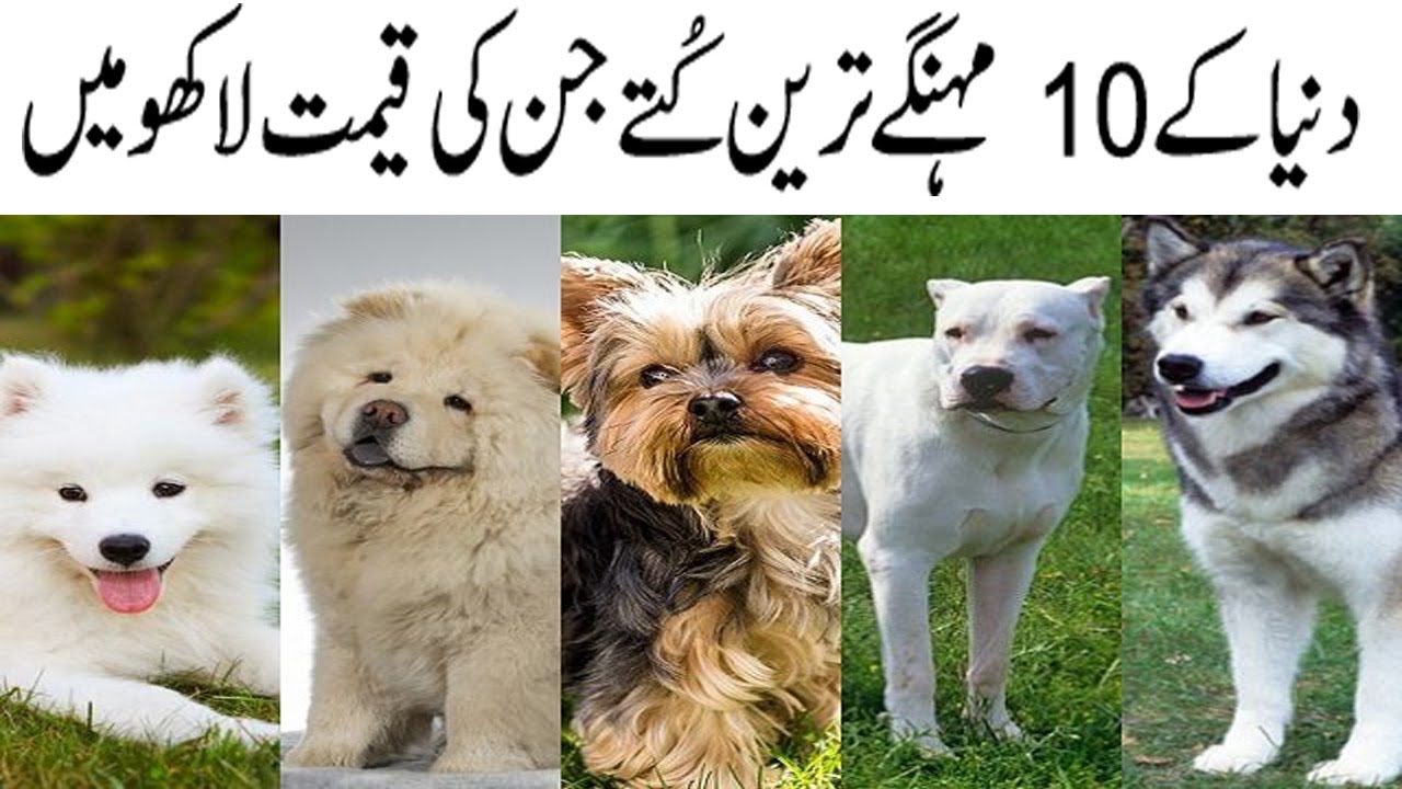 Top 10 Most Expensive Dogs In the world In 2020 Dog Breeds Mister