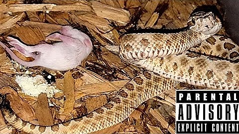 Pit Vipers Live Feeding Documentary. Venomous Feeding  Angry Snakes!