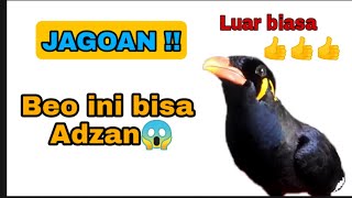 Burung Beo Bicara : Menirukan suara Adzan, Batuk dan panggil Mamah dan Bapak