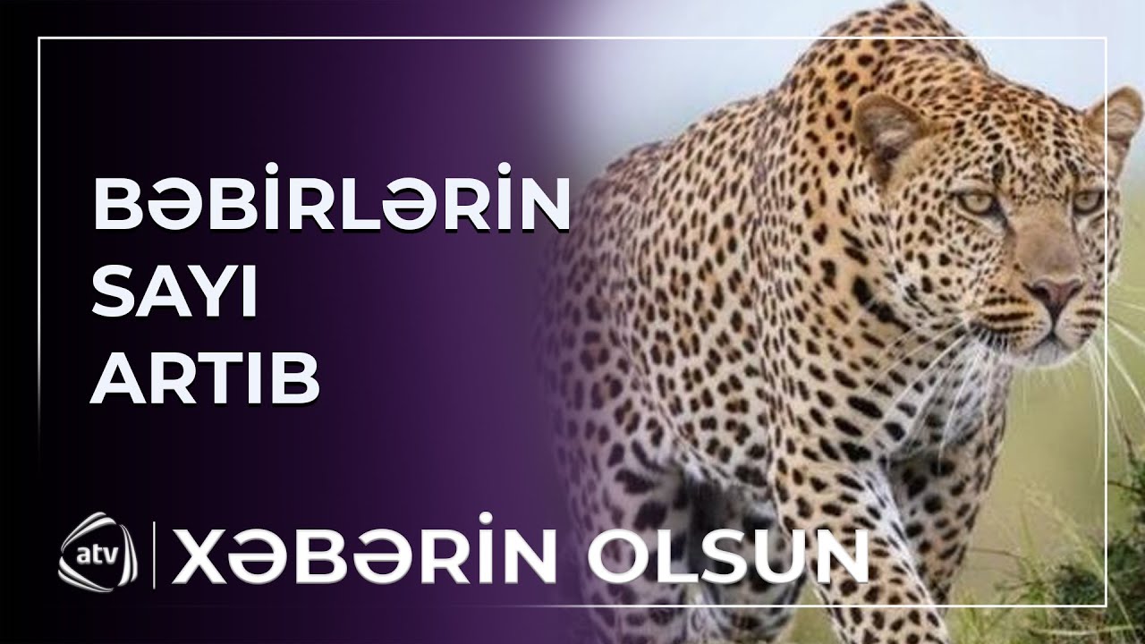 Azərbaycanda bəbirlərin sayı artıb / Xəbərin olsun - YouTube