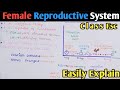 Female reproductive cycle  menstrual cycle  menses  class 12 biology