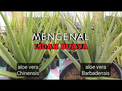 Video: Apa Jenis Lidah Buaya Yang Ada?