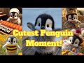 Cutest Penguin Moment! This Baby Penguin’s Day Will Melt Your Heart!