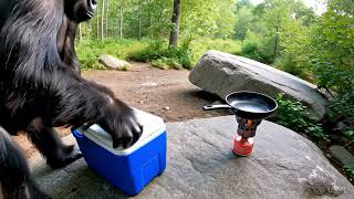Gorilla Goes Camping Alone & Cooks Dinner Like A Pro Greg The Gorilla Vlog