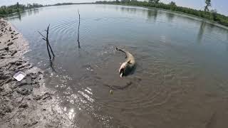 Pesca al siluro con barbo vivo