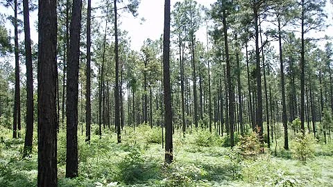 Preserving the Big Thicket