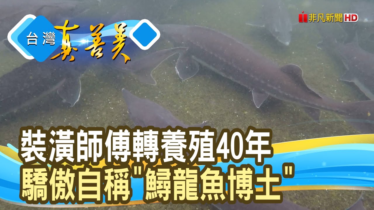 “無毒鱘龍魚”養殖達人｜大坑休閒漁場 ｜【台灣真善美】2026.01.04