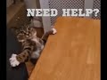 Funny cats and cynical dogs | funny animal video #Shorts