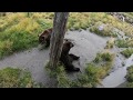 Brown bear tree scratching post